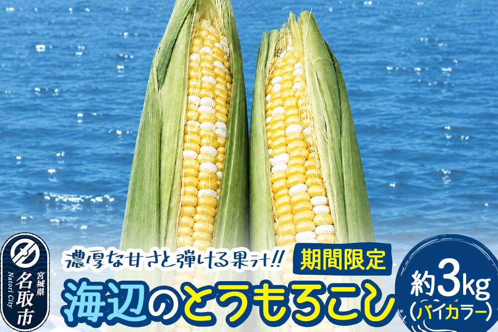 
                  【期間限定】濃厚な甘さと弾ける果汁！海辺のとうもろこし【バイカラー】約3kg（7～8本程度）バイカラーコーン [今が旬 トウモロコシ とうもろこし きみ キミ きび とうきび 甘い 宮城県名取市産 国産]
                
