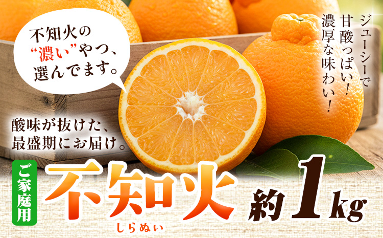 家庭用 不知火 約1kg+250g（傷み補償）【デコポンと同品種・人気の春みかん】【光センサー食頃出荷】【わけあり・訳あり】 池田鹿蔵農園@日高町（池田農園株式会社）《2月上旬-3月末頃出荷》和歌山県 日高町【配送不可地域あり】