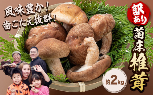 【訳あり】菌床椎茸 2kg サイズ未選別 motochi農園 岩手県 九戸村 野菜 岩手県産 国産 お取り寄せ 送料無料 大きい 不揃い しいたけ シイタケ きのこ 山盛り 干し椎茸 肉厚 出汁 煮物 鍋 茶碗蒸し 炒め物 天ぷら 旬の野菜 贈答 ギフト プレゼント おうち時間 グルメ 料理 詰合せ まとめ買い《11月上旬-3月中旬に出荷予定》