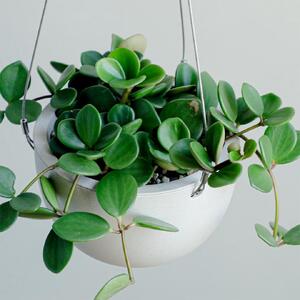 【観葉植物】MOLLIS ペペロミア ホープ 26167