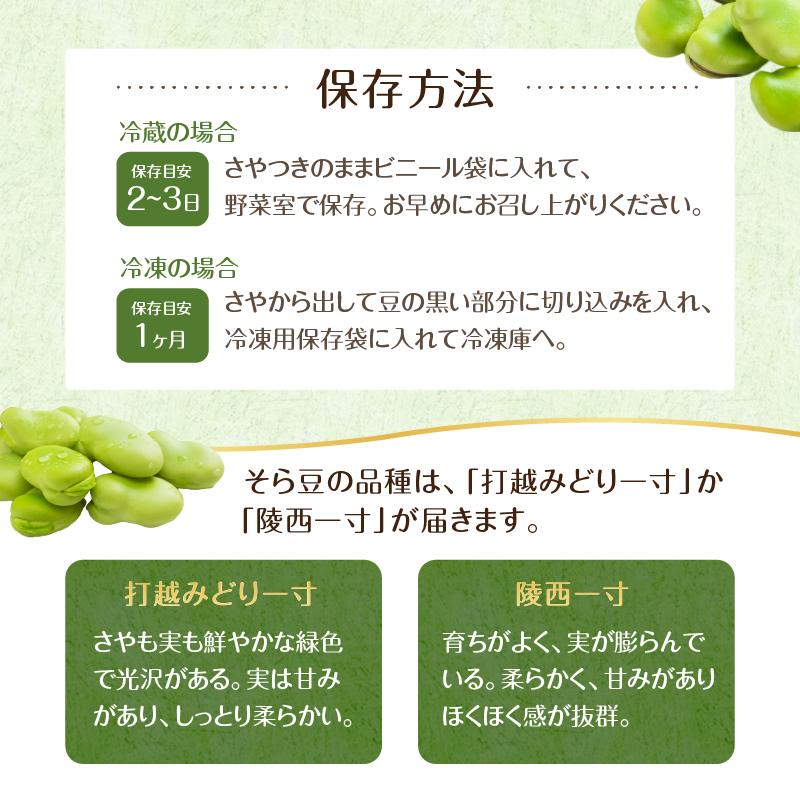 【先行受付 2025年4月中旬～5月中旬発送予定】そら豆/ソラマメ3kg 新鮮 栄養 ミネラル ビタミン類 植物性タンパク質 パスタ