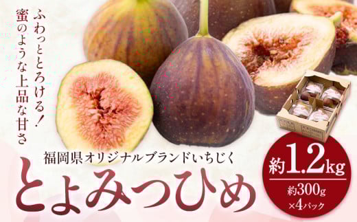 いちじく 無花果 とよみつひめ 約1.2kg 約300g × 4パック 南国フルーツ株式会社《8月上旬-10月中旬頃出荷》福岡県 小竹町 福岡県産 いちじく フルーツ 果物