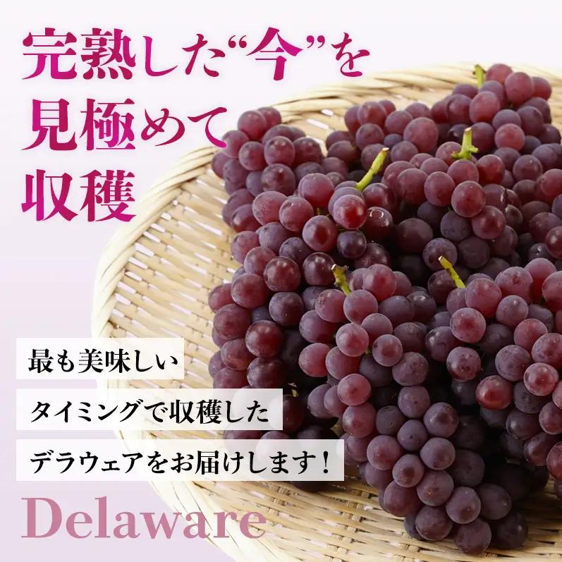【2026年先行予約】数量限定 デラウェア1kg（5房前後）6月下旬～7月下旬発送｜特選 期間限定 ぶどう 葡萄 フルーツ 果物 くだもの 人気  贈答用 ギフト 先行予約 種なし 旬 新鮮 家庭用 