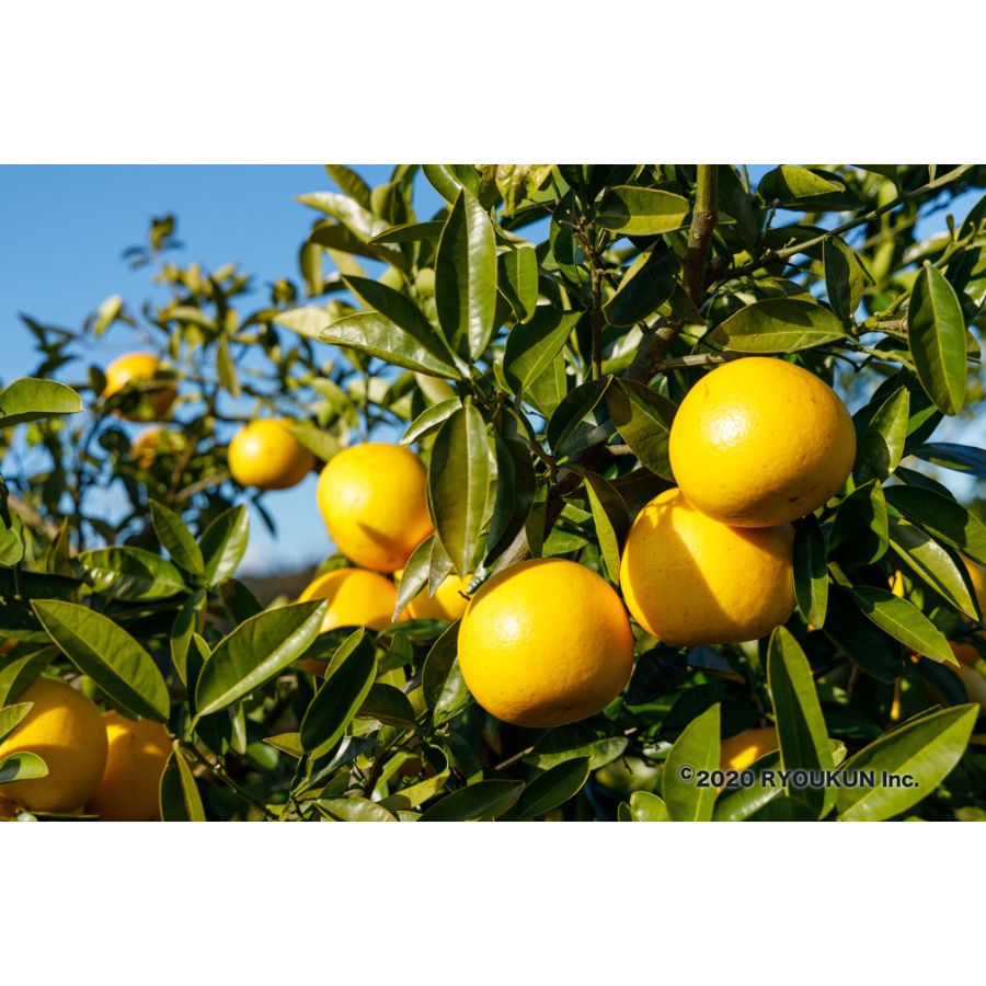 宮崎県産　グレープフルーツ（4kg以上：段ボール入り）