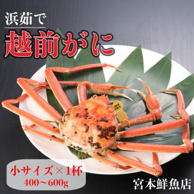 ふるさと納税 越前町 【2026年1月中旬頃より順次発送】《浜茹で》越前がに　小サイズ×1杯
