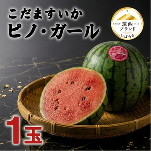 【2027年先行受付】 こだますいか 「 ピノ・ガール 」 1玉 すいか
