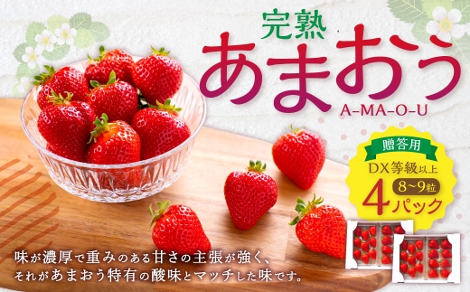 完熟あまおう 贈答用4パック いちご 苺 イチゴ フルーツ 果物 くだもの あまおう ギフト 冷蔵 苅田町 【2027年1月上旬-3月下旬発送予定】
