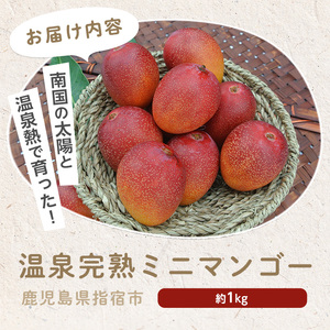 【2025年発送】温泉完熟ミニマンゴー約1kg T&P 016-1751 マンゴー マンゴー マンゴー マンゴー マンゴー
