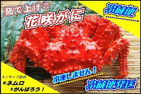 【北海道根室産】花咲がに 2～3尾(計1kg以上)(チルド便発送) B-59017