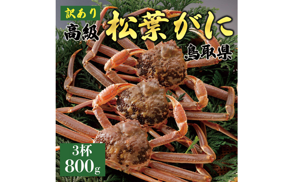 【2025年11月発送】特撰 松葉がに（なま）【訳あり】800g超の大きいサイズ 食べ応えあり 特大3杯