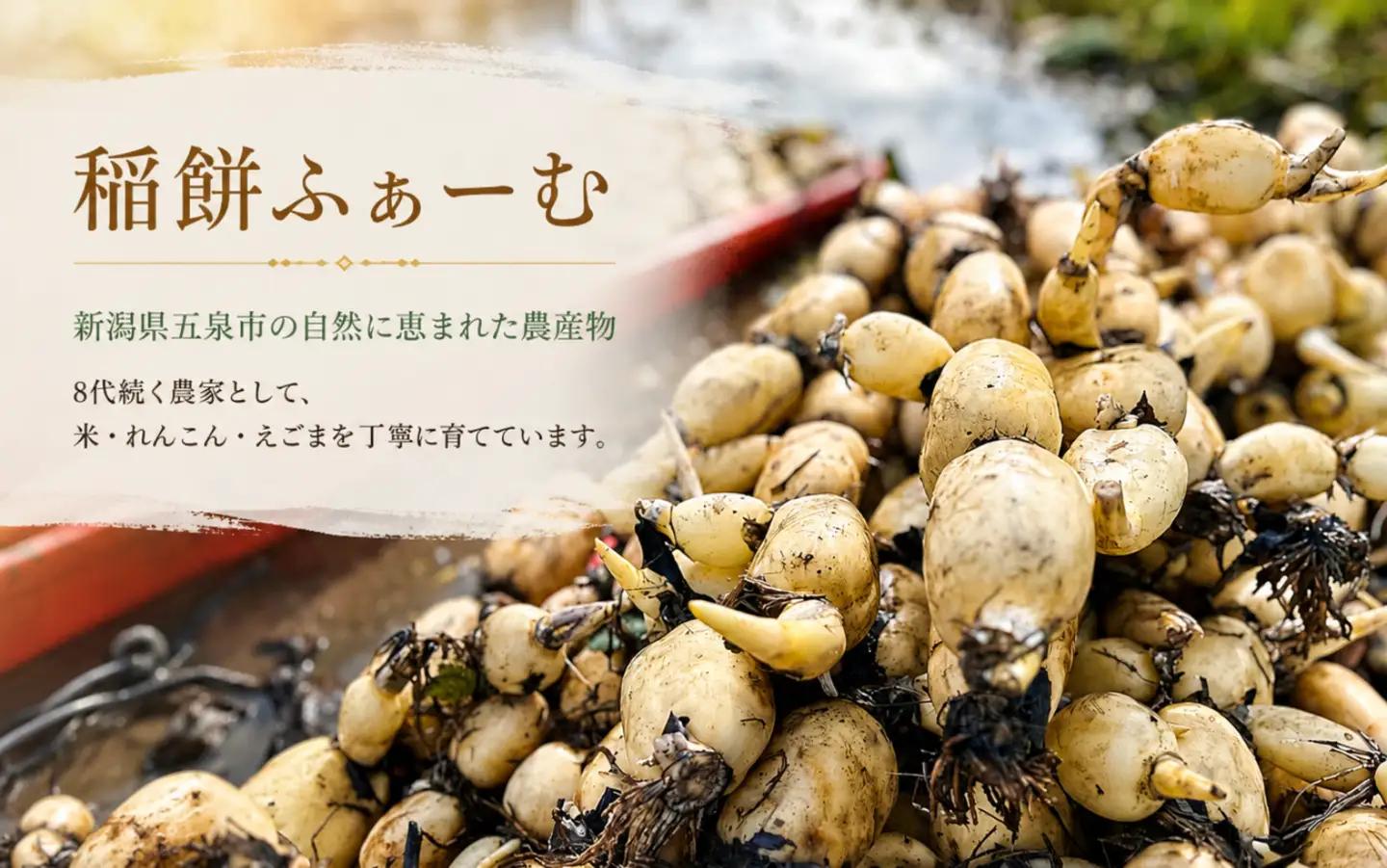 蓮根粉 200g(100g×2個)  | レンコン 蓮根 レンコンパウダー 野菜 根菜 産地直送 国産 新潟県 五泉市 稲餅ふぁーむ