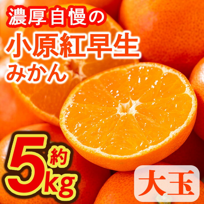 【ふるさと納税】＜先行予約！2026年12月上旬以降順次発送予定＞香川県産 小原紅早生みかん(約5kg/大玉) 国産 果物 果実 くだもの フルーツ みかん 蜜柑 【man359】【Aglio nero】