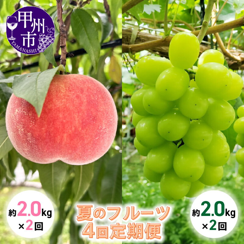 【ふるさと納税】 定期便 フルーツ シャインマスカット 桃 約2.0kg×2回 全4回 果物 甲州市産 くだもの もも マスカット ギフト 贈答 旬 新鮮 山梨県 甲州市 2025年発送 6月 7月 8月 9月 10月 発送 社員マスカット （KSB） 【H9-130】