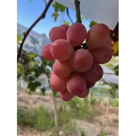 【先行予約 2026年発送】岡山県産　クイーンニーナ　3房～6房(合計約2kg)【配送不可地域：離島】【1562295】