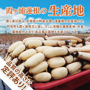【先行予約】【特選】ふなしま蓮根(4kg箱)3～6本【レシピ 高品質 幻の蓮根 老舗 希少品種 柔らかい】(82-01)