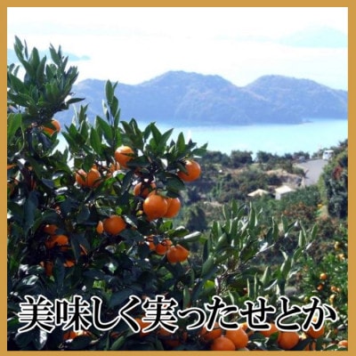 極撰柑橘【雅】光センサー合格品・柑橘の大トロ「 せとか 」約2キロ　【C39−47】【配送不可地域：離島】【1380610】
