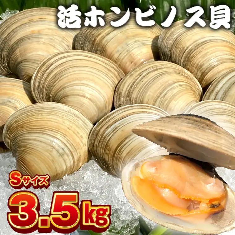 漁師直送！活ホンビノス貝3.5kg（Sサイズ）