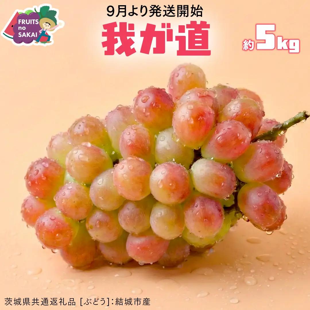 我が道 約5kg （約8～12房）【2026年8月より発送開始】（茨城県共通返礼品 [ぶどう]：結城市産）
