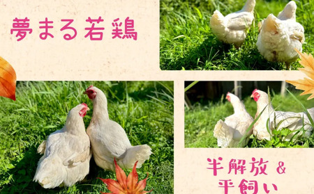 種子島 夢まるガーデン 若鶏 1羽分　NFN636 【600pt】// クリスマス用 ローストチキン 骨付きチキン