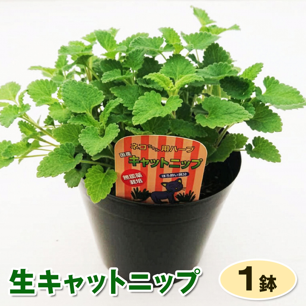 生キャットニップ 1鉢セット｜キャットニップ 鉢植え 猫用ハーブ 猫 ミント [1208]