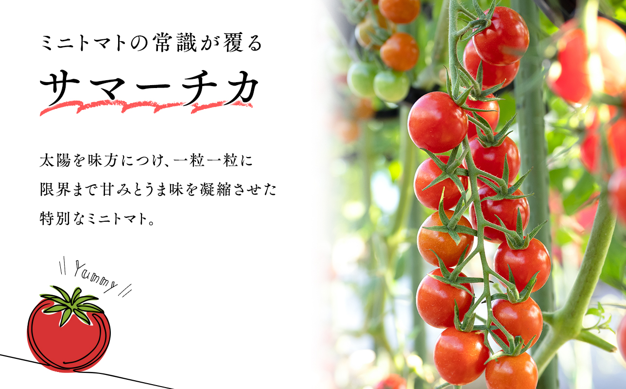 サマーチカ 6kg ミニトマト プチトマト 薄皮 フルーティー 新鮮野菜【hi-0070-003】