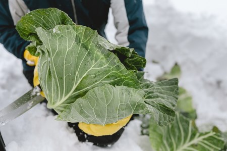 雪まち野菜セット（キャベツ、ニンジン、ほうれん草、くらかけ豆）季節・数量限定