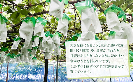 【令和7年産先行予約】 大人気 シャインマスカット 2房 （約1kg）山形県鶴岡産　重ちゃん農園