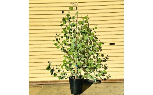 マルバユーカリの木 ポポラス 単木 7号(21cm) (ガーデニング用)