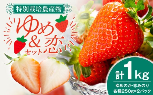 【先行予約】いちご 2種食べ比べ！ 計1kg ゆめ恋セット（ゆめのか・恋みのり） 【2027年2月以降順次発送】 いちご 苺 イチゴ 果物 フルーツ いちご 甘い ichigo strawberry itigo イチゴ 生いちご 長崎県 壱岐市 15000 15000円 1万5千円 お取り寄せいちご ゆめのか イチゴ 産地直送 こだわりいちご 家庭用 くだもの 旬 いちご 【蒼花】[JEO001]