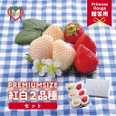 【ふるさと納税】しあわせ届けるいちご農園 HappyComeComeの紅白いちご2品種食べ比べセット 400g以上 《2024年12月中旬-3月下旬頃出荷》 苺 いちご ストロベリー