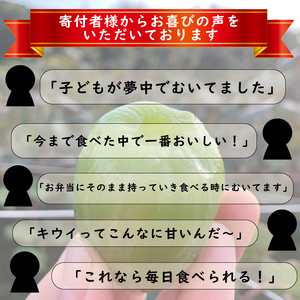 【先行予約】【12月上旬~順次発送】 訳あり キウイフルーツ 3kg  腸活 グリーンキウイ 健康 甘い キウイ フルーツ 無選別 みつばちキウイ 規格外 デザート 果物 くだもの 国産 愛知県 南知