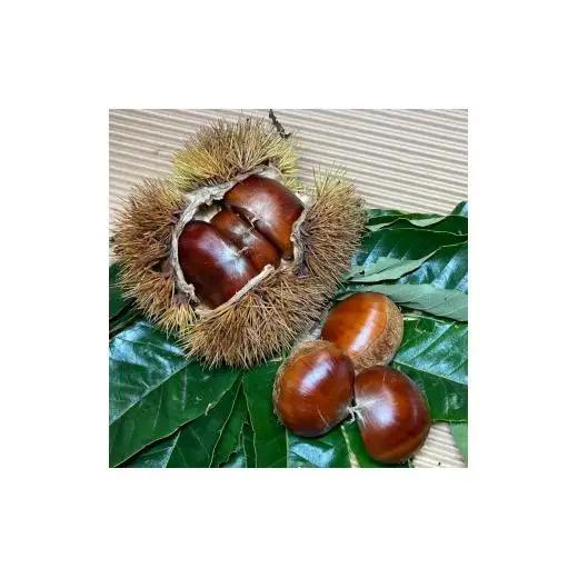 石岡鶴沼の生栗　3キログラム（茨城県共通返礼品・石岡市産） / 栗 くり クリ 生栗 和栗 3kg 秋の味覚 利根町 送料無料
