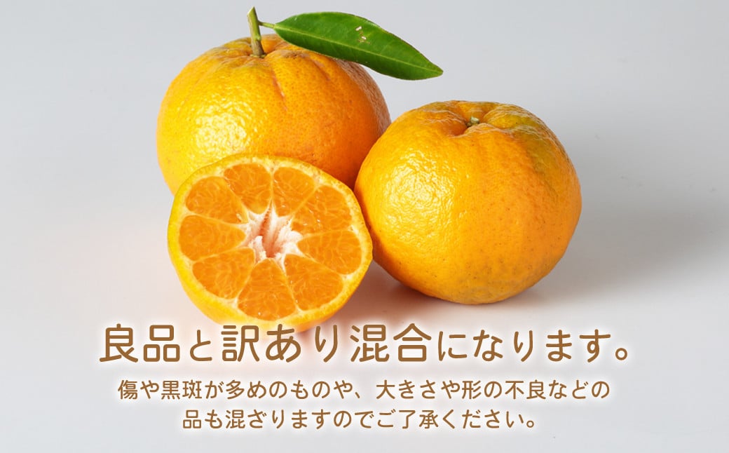 環境マイスターのポンカン 良品・訳あり混合 4kg （栽培期間中は無肥料・農薬不使用） 果物 くだもの フルーツ ぽんかん 柑橘 みかん 【2026年1月下旬〜3月上旬迄順次発送予定】