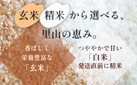令和7年度産 コシヒカリ 「丹波美人」 白米 10kg （5kg×2）