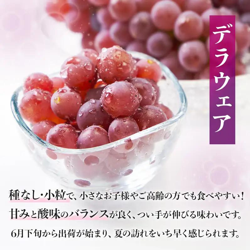 【2026年先行予約】数量限定 デラウェア1kg（5房前後）6月下旬～7月下旬発送｜特選 期間限定 ぶどう 葡萄 フルーツ 果物 くだもの 人気  贈答用 ギフト 先行予約 種なし 旬 新鮮 家庭用 
