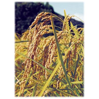 ふるさと納税 津山市 「にじのきらめき」(岡山県津山市加茂町産)　精米　5kg |  | 02