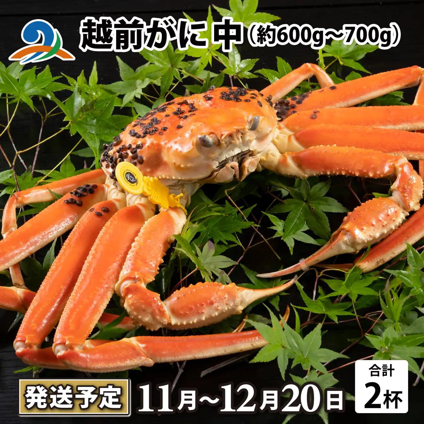 【先行予約】越前がに 中 （約600g～700g） 2杯【11月～12月発送】 日本海 直送