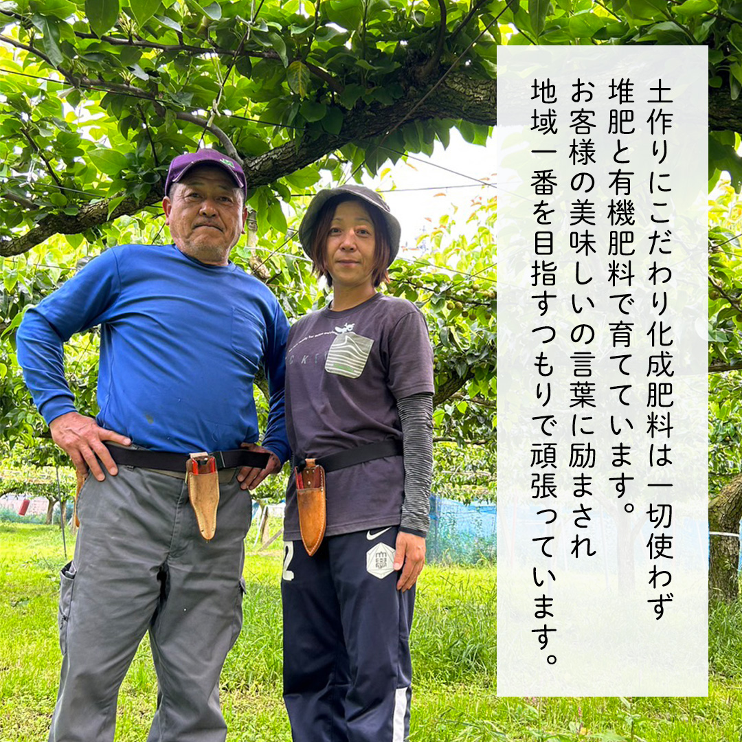 豊水 超大玉 約 3kg 3～4玉 (茨城県共通返礼品:かすみがうら市) 2026年 マスカット ぶどう 葡萄 ブドウ フルーツ 果物 くだもの 旬 食べ比べ セット 詰め合わせ 国産 産地直送 ギフ