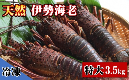 【 伊勢海老 】 冷凍伊勢海老 特大 3.5kg 4～6尾  黒潮町 いせえび ［1624］