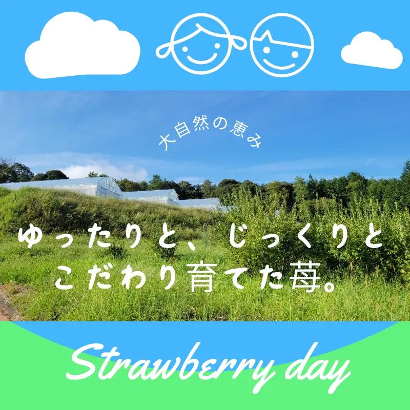 冷凍イチゴ あきひめ 2kg いちご