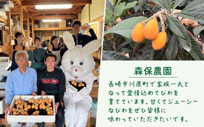 びわ ビワ 枇杷 果物 フルーツ 早生 わせ 果実 長崎県産 国産