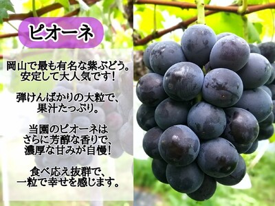【訳あり】岡山県産 林ファミリーのピオーネ 約1.2kg（約2～3房） 【2025年先行予約】 / ご家庭用 岡山 真庭市 ぶどう 果物 フルーツ 【hfami018】