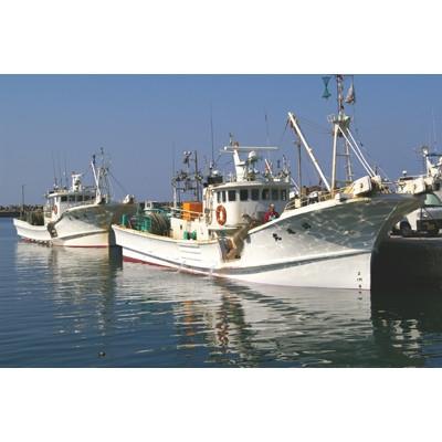 ふるさと納税 京丹後市 【活ズワイガニ】京丹後市産 活け間人蟹【厳選】中大サイズtaizakani800 |  | 03