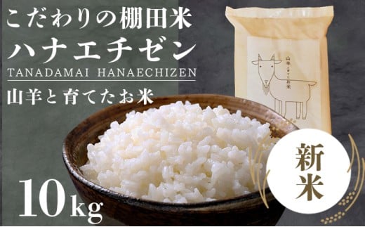 ★ 順次配送開始 令和7年産 新米 ★ 山羊と育てた こだわりの棚田米 『ハナエチゼン』 10kg (単一原料米) ＜数量限定＞【福井のおいしいお米 お米 米 コメ 白米 精米 棚田米 ごはん ご飯 国産 北陸産 ブランド米 10kg 10キロ】[003-a002-A]