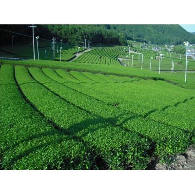 ふるさと納税 松阪市 伊勢の和紅茶ペットボトル　1ケース(24本) |  | 02