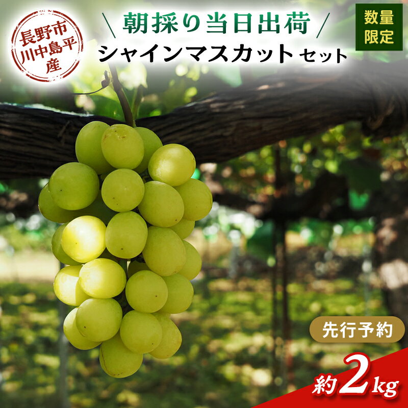 【ふるさと納税】【先行予約】【数量限定】【朝採り当日出荷】信州・長野市川中島平産 ぶどう「シャインマスカット」セット 約2kg（4～5房） 2026年9月下旬より順次発送　お届け：2026年9月下旬～10月下旬まで
