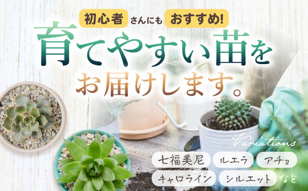 多肉植物 苗 35個セット 福岡 八女 広川 観葉植物 植物 はち インテリア 鉢植え 園芸用品 室内栽培 水やり ガーデニング 広川町/plantsfunshopnatur[AFAT009]