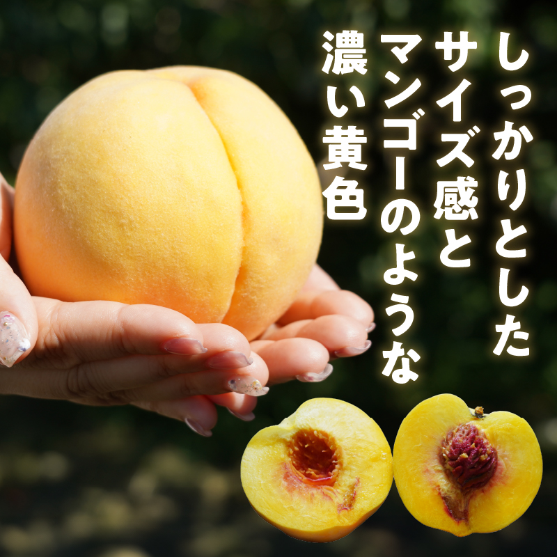 数量限定！旬の朝採れたて黄金桃 2kg以上（5～7玉）【2025年発送】（HO）B12-151
