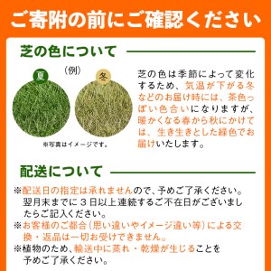 鹿児島県産＜天然芝＞姫高麗芝 2平米(約1平米×2セット) p8-136