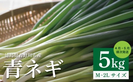 青ネギ 5kg 【 シャキとろ 青ネギ 】ねっこ農園 丸ごと 食べれる 苦みえぐみが少ない 4月～5月 発送 薬味 ネギ 野菜 葱 味噌汁 うどん 鍋 朝ご飯 徳島県 吉野川市